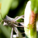 Leptoglossus zonatus or Leaf-footed bug (Coreidae)