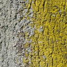White & Yellow