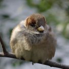 New York Bird