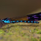 Beautiful dragonfly
