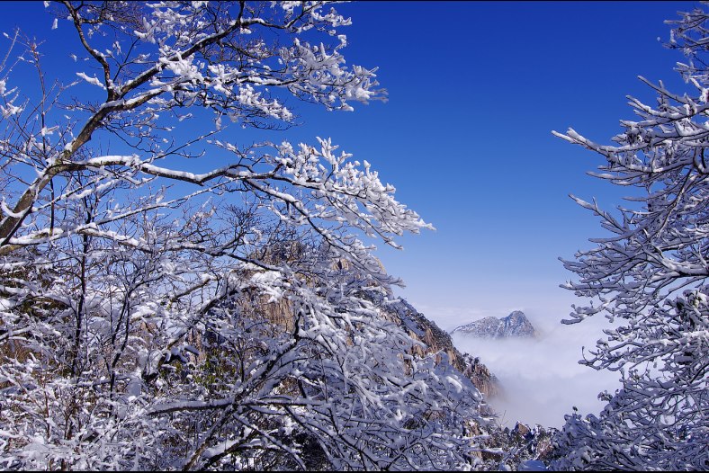 Ice-tree and seas of clouds