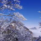 Ice-tree and seas of clouds