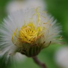 Yellow and white