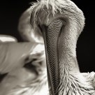 Pelican W/B