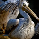 Pelican