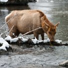 Search of Food