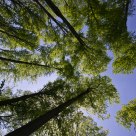Top of the trees