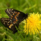 Swallowtails 1