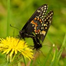 Swallowtails 2