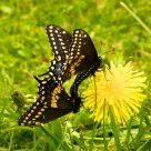 Swallowtails 3