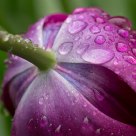Tulip Rain Drops