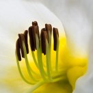 Looking Inside a Flower