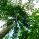 Coconut palm