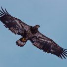 Raptor