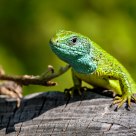 Lacerta viridis (Laurenti 1768)