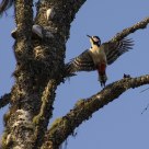 Great Spotted Woodpecker/Dendrocopos major