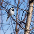 Motacilla alba /White Wagtail  / Linerle