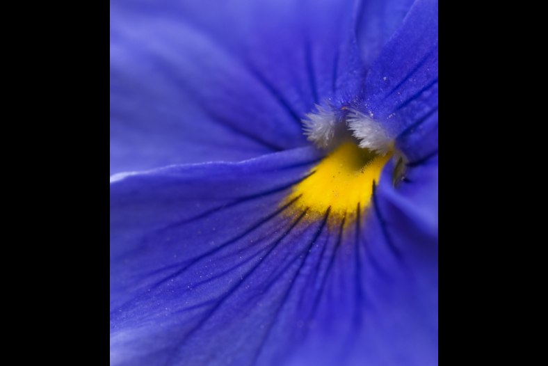 Pensamiento azul