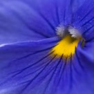 Pensamiento azul