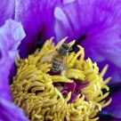 Pollinator