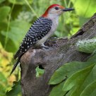 Male Red-Bellied Woodpecker