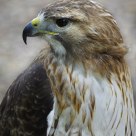 Portrait of a Red-Tailed Hawk