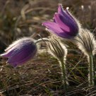 Pasque flower