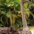 Big Bird