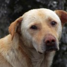 Glance of the dog 