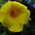 Rainy Day Blossom