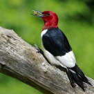 Red-Headed Woodpecker