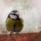 Little Bluey