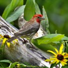 House Finch