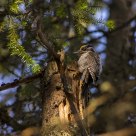Three-toed Woodpecker / Picoides tridactylus/ in an old-growth forest in Norway