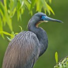 Tricolored Heron in breeding plumage