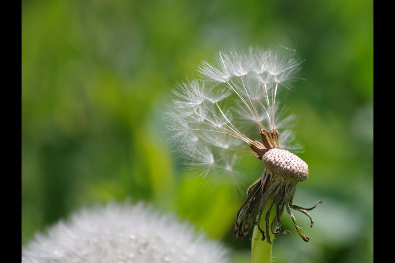Dandelion seed