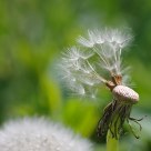Dandelion seed