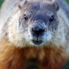Ground hog