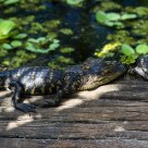 Baby gators