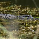 Alligator