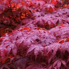Maple Leaf in rain