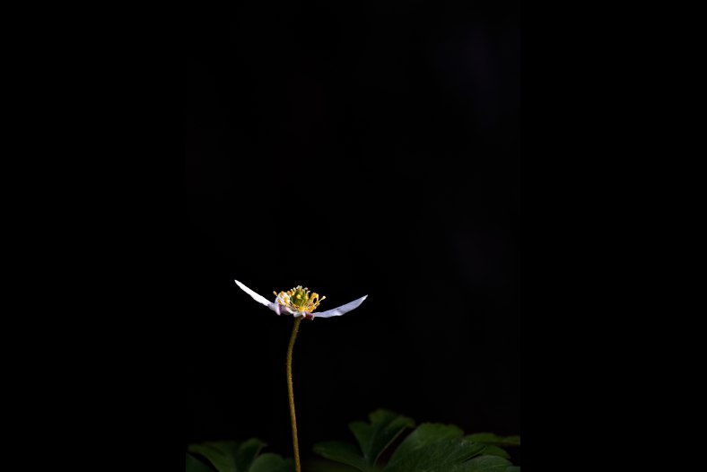 Anemone nemorosa