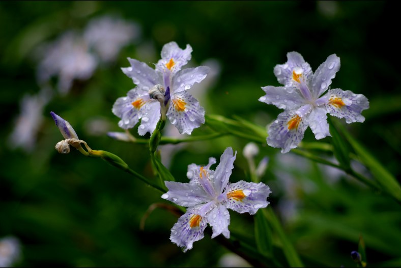 Spring in Moganshan