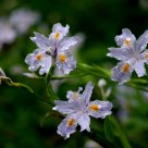 Spring in Moganshan