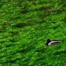 Floating Duck