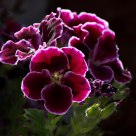 Back Lit Geraniums