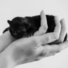newborn