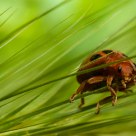 a sort of ladybird