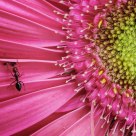 ant on pink flower