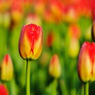 Tulip